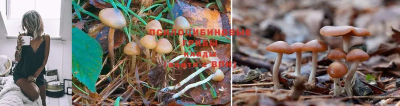 Галлюциногенные грибы MAGIC MUSHROOMS  Балей 